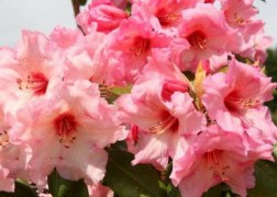 Rhododendron Virginia Richards / Örökzöld azálea